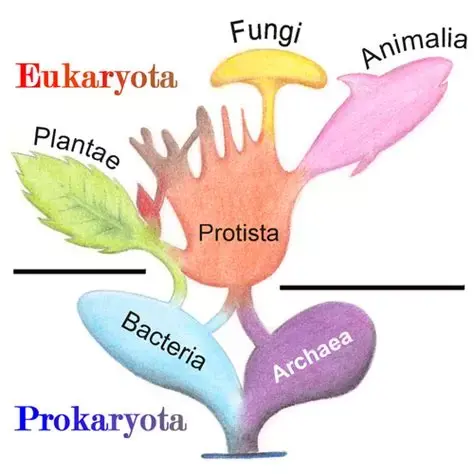 6 règnes en biologie